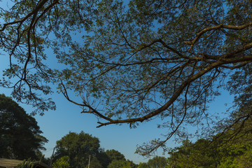 Big tree in tropical forest field. Asia
