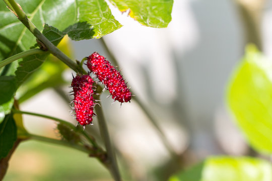 Abstract red mulberry on the tree, and selective focus blurred in the background.