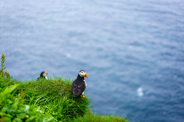 Puffins of Faroe Islands