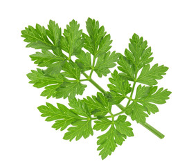 Parsley leaf isolated without shadow