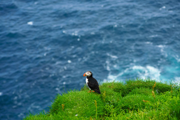 Puffins of Faroe Islands