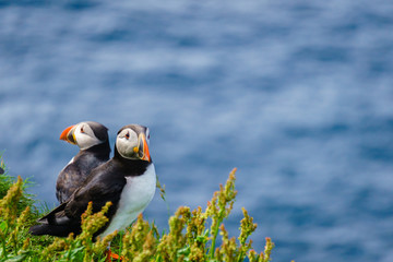 Puffins of Faroe Islands