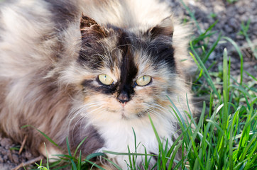 Naklejka na ściany i meble A gray cat lies in the grass and looks with large green eyes