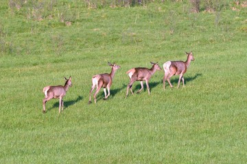 herd of deer grazing on the meadow