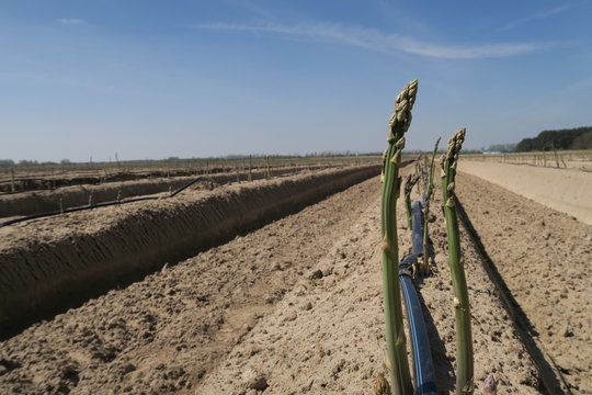 Gr&uuml;ner Spargel auf dem Feld mit einzelnen Spitzen im Vorderung