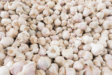 garlic group background