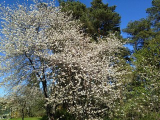 Sherry and pine trees
