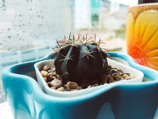 Closeup cactus in pot behind water drops of rain on a window glass