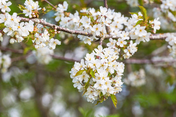 Flowering cherry tree