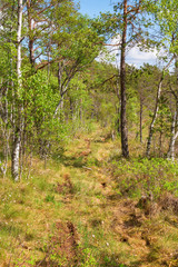 Trail on a bog