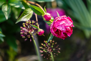Fototapeta premium Paeonia cultivated in a garden