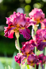 Iris cultivated in a garden