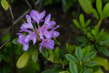 Flower cultivated in a garden