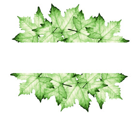 Watercolor painting of Green maple leaves with place for text