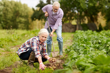 senior couple planting potatoes at garden or farm