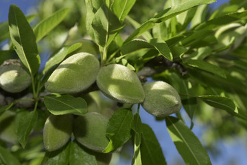 branch of almond tree with green almonds