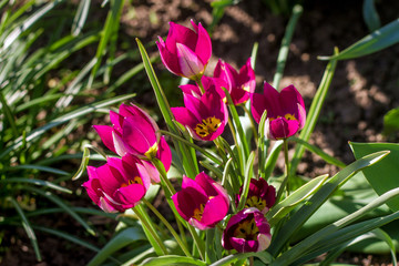 Decorative tulips bloom in the garden.
