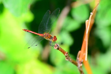Dragonfly on the stem of the plant