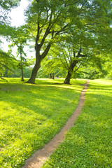 公園　散歩道