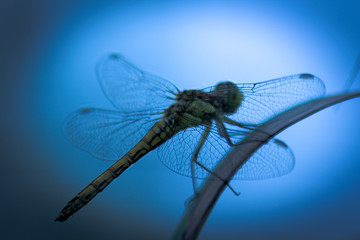 Silhouette of a Dragonfly