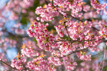 Pink sakura cherry blossom close-up
