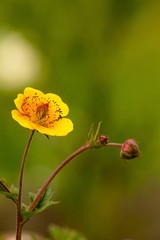 Yellow flowers