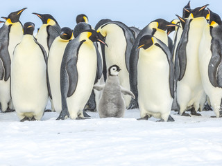 Emperor Penguins on the frozen Weddell Sea © Roger