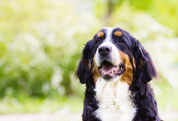 Bernese Mountain Dog outdoors on green grass