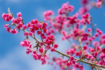 Pink sakura cherry blossom close-up