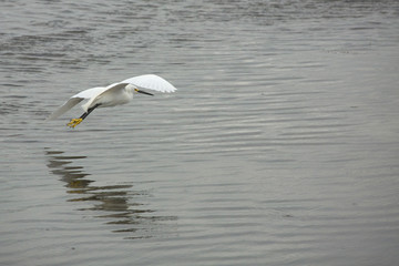 Snowy egret, Egretta thula, flying low over shallow water in Florida.