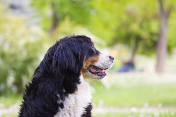 Bernese Mountain Dog outdoors on green grass