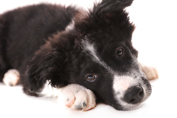 border collie 3 months old