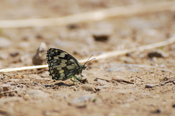 Melanargia galathea. Marbled white butterfly in natural habitat., Butterfly on the ground. 