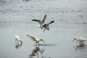 Fototapeta na wymiar Gulls chasing an ibis with a crayfish in its bill, Florida.