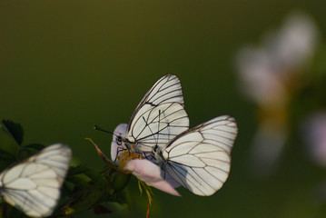 Aporia crataegi, Black Veined White butterflies in natural habitat. Butterflies on wild flower in meadow. 