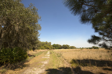 Hiking trail winding through Florida scrub at Lake Kissimmee Park.
