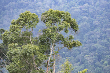 forest view, tropical forest in Khao Yai National Park, Thailand