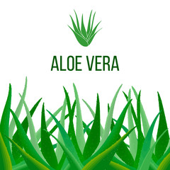 Aloe Vera poster with text. Herbal medicine