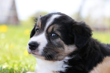 border collie welpe portrait
