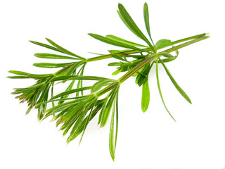 Fototapeta premium Ackerschachtelhalm; Equisetum; arvense