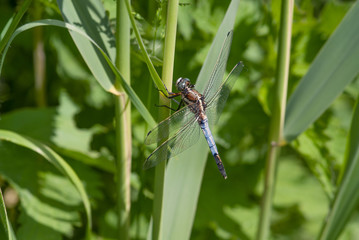 Libellula nel prato