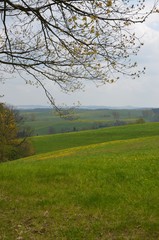 Naturlandschaft - Frühlingslandschaft - Hügellandschaft - Löwenzahnwiesen 