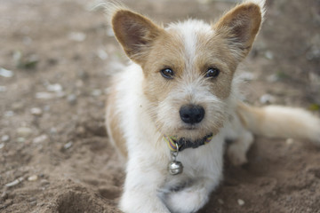 Portrait of dog lying on the ground