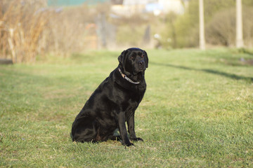 Portrait of a black dog.