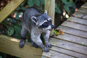 Racoon in Costa Rica