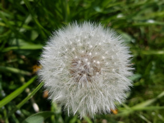 Loewenzahn; Taraxacum; officinale