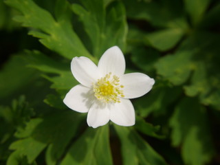 Fototapeta premium Beautiful tiny soft windflower blooming in Spring