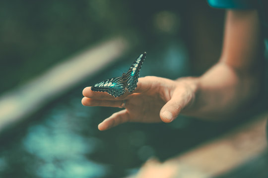 Butterfly On The Hand