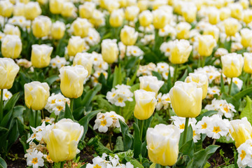 yellow tulips close up at garden