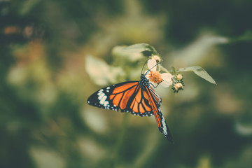 Fototapeta na wymiar Butterfly in the jungle